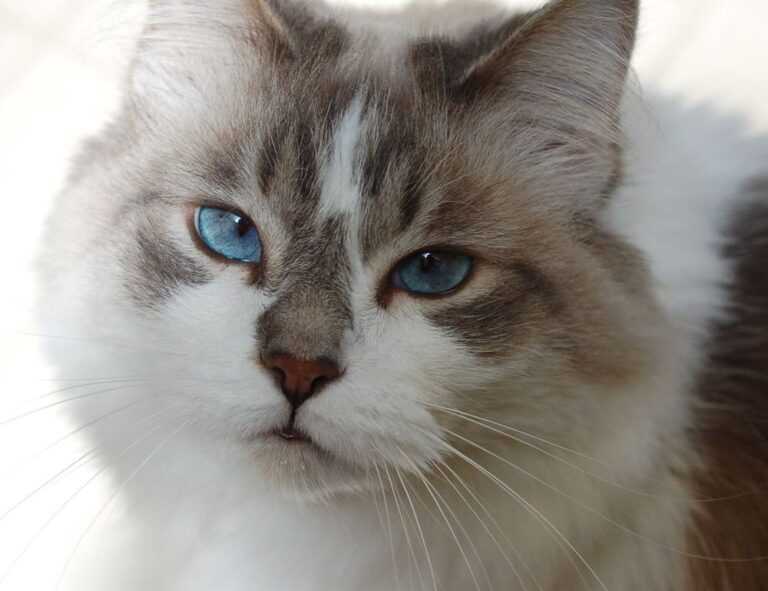 which area in beevitius is the best to stay